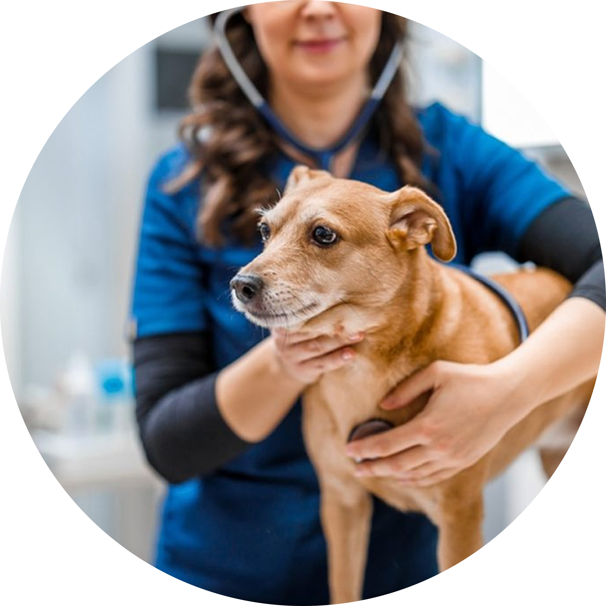 Veterinary